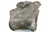 Fossil Theropod Dinosaur (Allosaurus) Vertebra - Utah #352277-1
